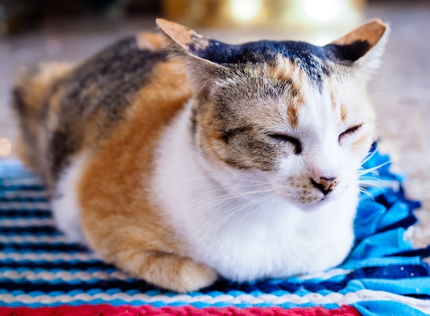 Brązowe koty śpią na kolorowych dywanach.
