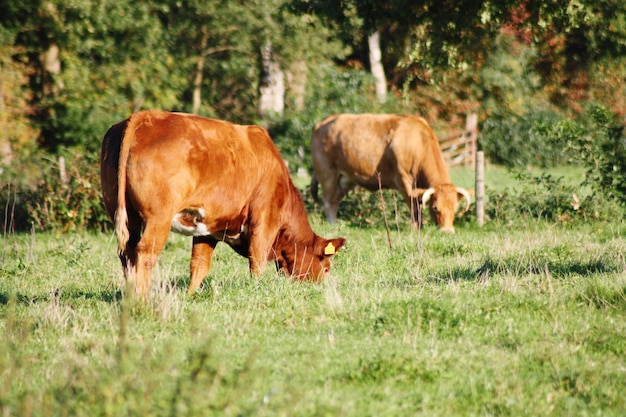 Brązowe krowy pasące się na polu