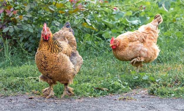 Brązowe kurczaki chodzą na zielonej trawie w gospodarstwie