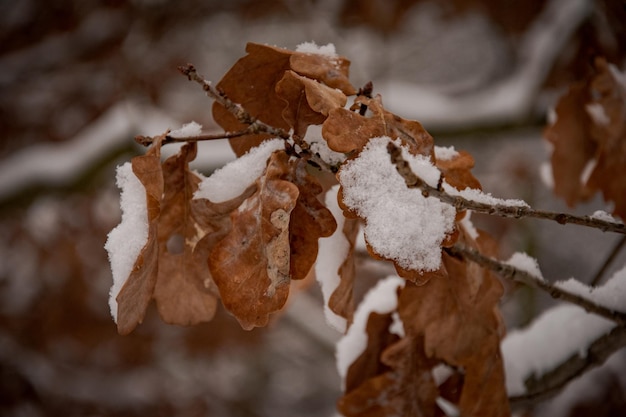 brązowe liście dębu pokryte pierwszym białym śniegiem w zimowy szary dzień