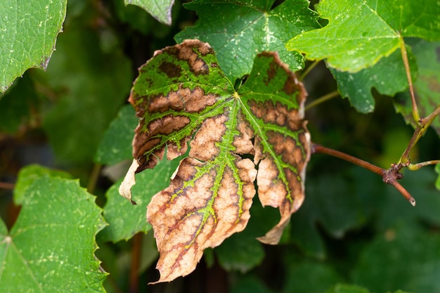 Zdjęcie brązowe plamy na liściu winogron na winorośli choroby winogron
