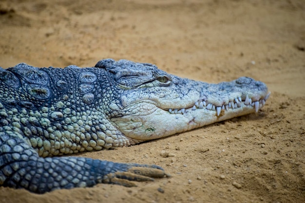 brązowy aligator amerykański odpoczywający na piasku nad rzeką