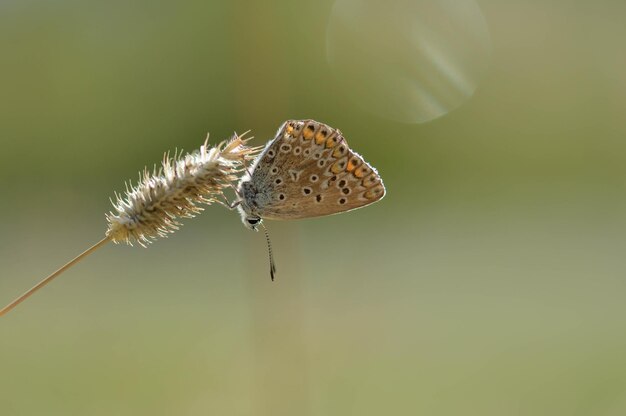Zdjęcie brązowy argus mały motyl na roślinie w naturze makro-
