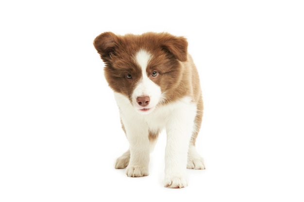 Brązowy biały szczeniak rasy border collie na białym tle. Zdjęcie wysokiej jakości