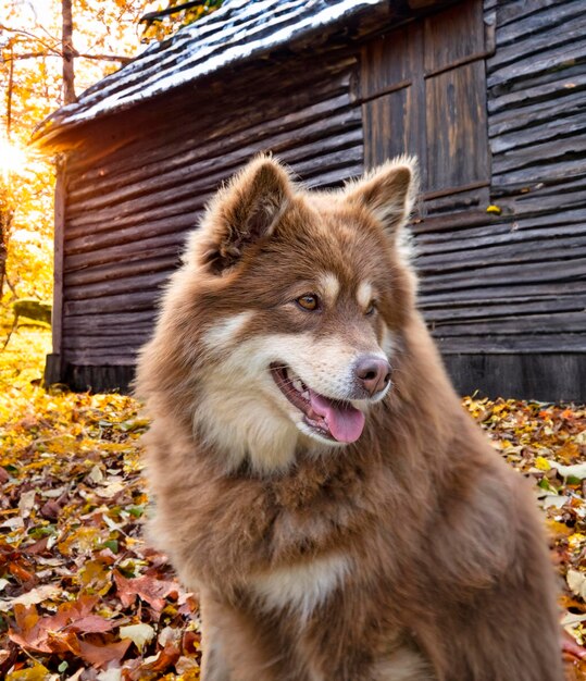 brązowy fiński lapphund spacerujący w naturze