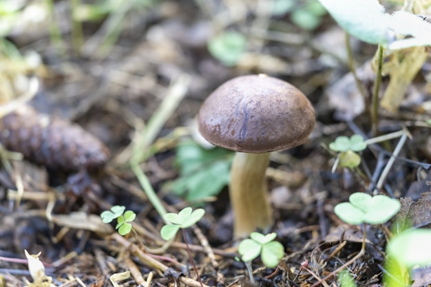 Brązowy grzyb na brązowym tle jesienne hobby zbierania grzybów w przyrodzie naturalne produkty