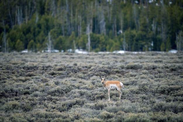 Brązowy jeleń stojący na zielonej trawie