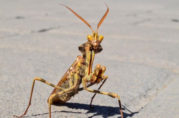 Brązowy kolorowy dorosły inteligentny owad Mantis Religiosa