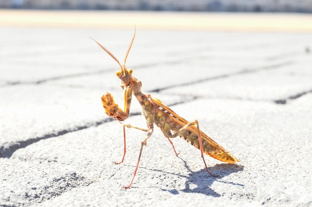 Brązowy kolorowy dorosły inteligentny owad Mantis Religiosa