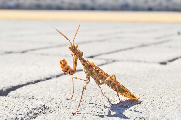 Brązowy kolorowy dorosły inteligentny owad Mantis Religiosa