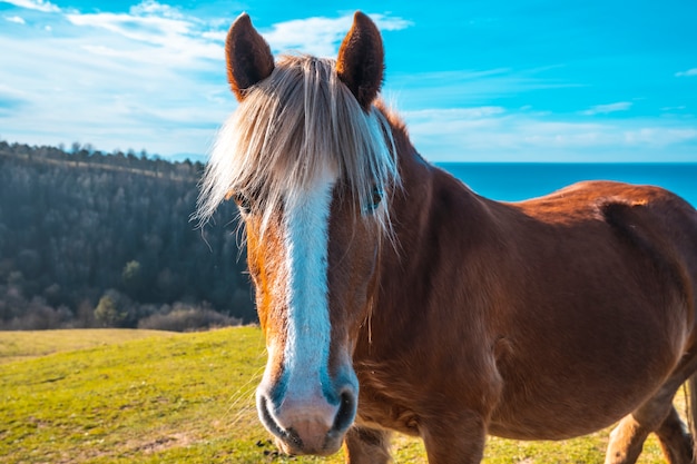 Brązowy koń i wolne blond włosy z góry Jaizkibel idącej niedaleko San Sebastian, Gipuzkoa. Hiszpania Młoda kobieta z wolnym koniem z góry Jaizkibel niedaleko San Sebastian, Gipuzkoa. Hiszpania