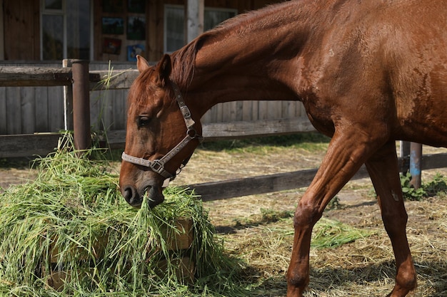 Brązowy koń jedzący trawę na farmie