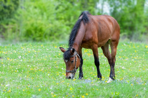 Brązowy koń jedzący trawę na gruntach rolnych w słoneczny dzień. Trawa na ranczo na wsi