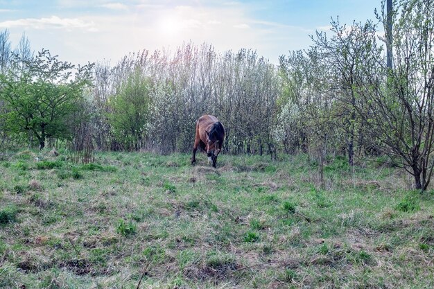 Brązowy Koń Na Polu W Pobliżu Lasu