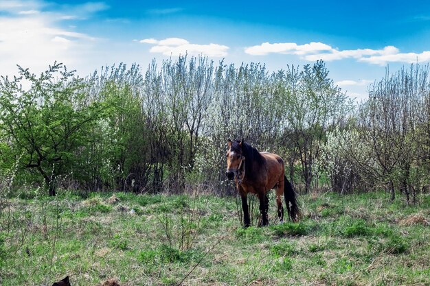 Brązowy koń na polu w pobliżu lasu