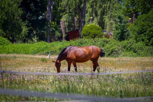 brązowy koń pasący się na zielonym pastwisku, konie hiszpańskie