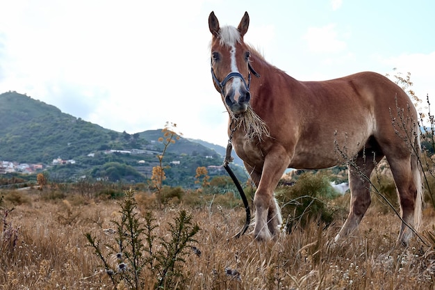 Brązowy koń pasie się w polu z suchą trawą Portret klaczy w górskim krajobrazie w pobliżu zachodu słońca