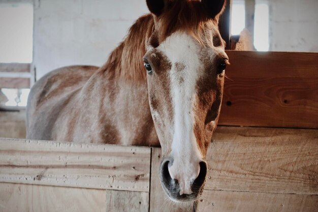 Zdjęcie brązowy koń w stajni