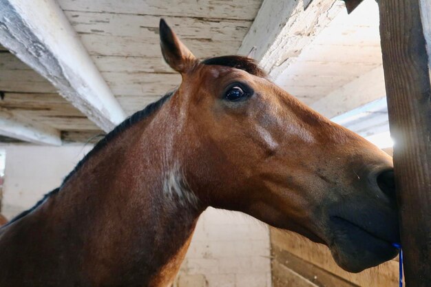 Zdjęcie brązowy koń w stodoły