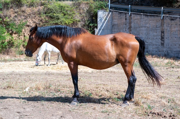 Brązowy koń widziany z boku