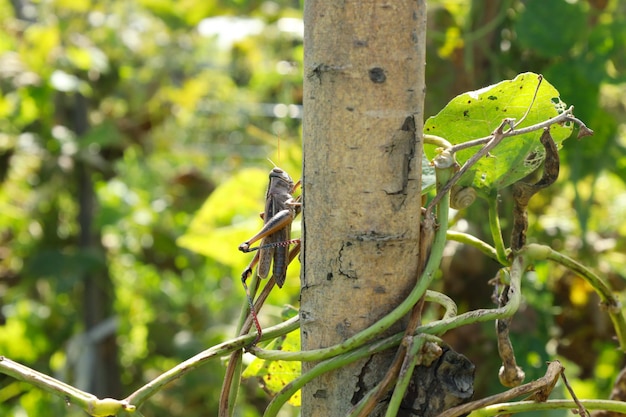 Brązowy konik polny siedzący na gałęzi drzewa. Owad makro na zielonym tle. Fotografia przyrodnicza.