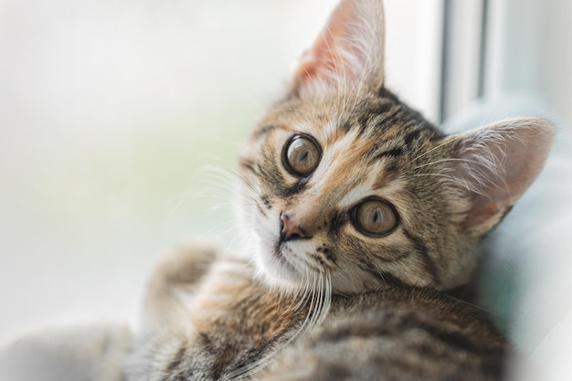 Zdjęcie brązowy kot w paski śliczny kotek z bliska