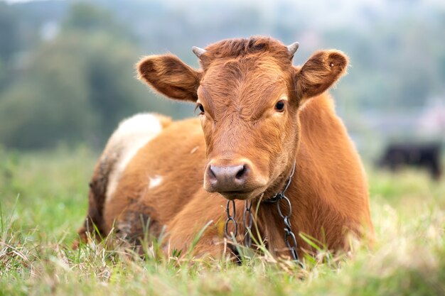 Brązowy krów mlecznych wypasanych na zielonej trawie na użytkach zielonych gospodarskich.