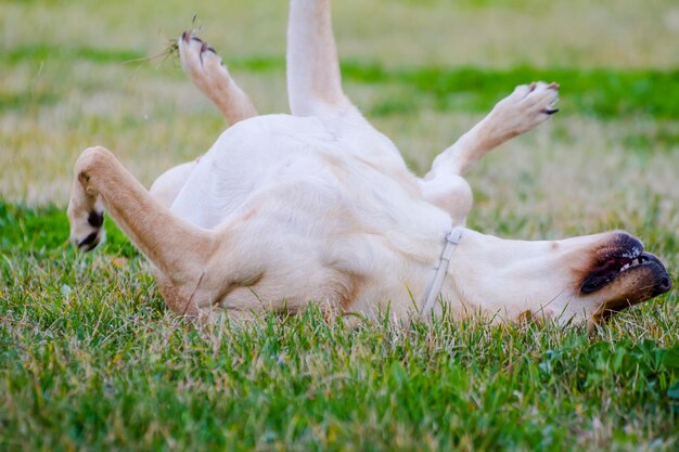 Brązowy labrador na polu trawy