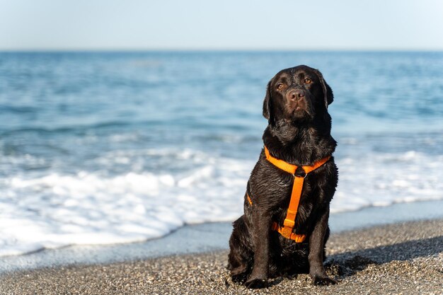 Brązowy labrador pies siedzi na plaży w wietrzny letni dzień