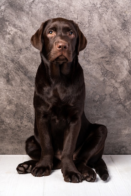 Zdjęcie brązowy labrador, studio fotografii szczeniaka