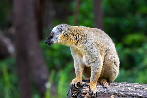 Brązowy Lemur Gra Na Pniu Drzewa