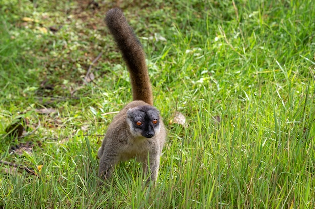 Brązowy lemur gra na pniu drzewa