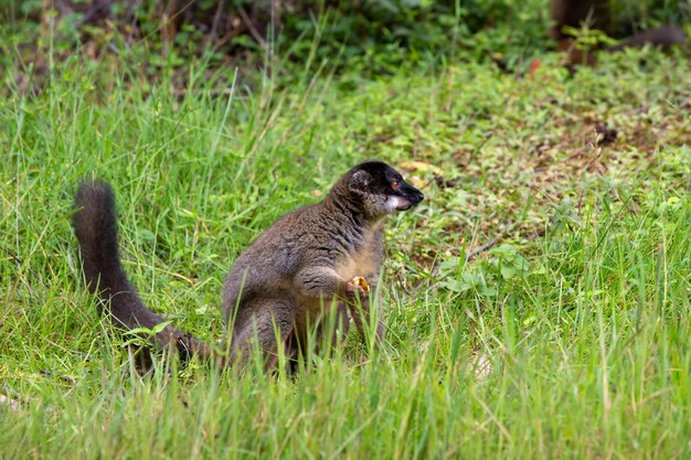 Brązowy lemur grający na trawie