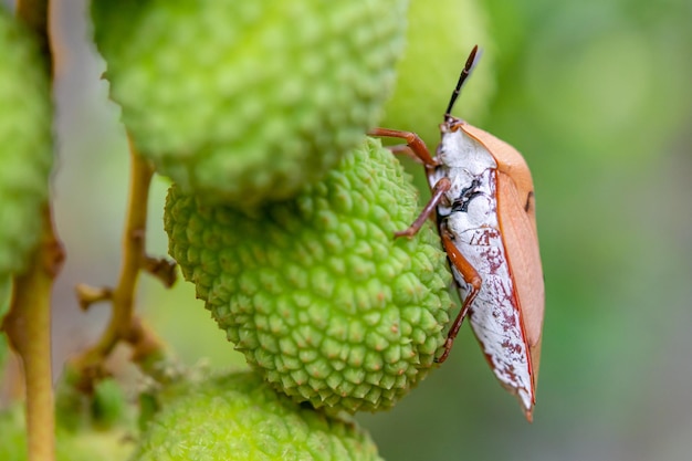 Brązowy marmoryzowany pluskwa Halyomorpha halys na zielonych owocach liczi