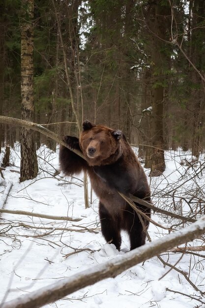 Brązowy niedźwiedź Ursus arctos stoi na tylnych nogach w zimowym lesie