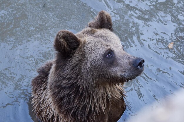 Zdjęcie brązowy niedźwiedź ursus arctos w wodzie czekający na jedzenie w zoo