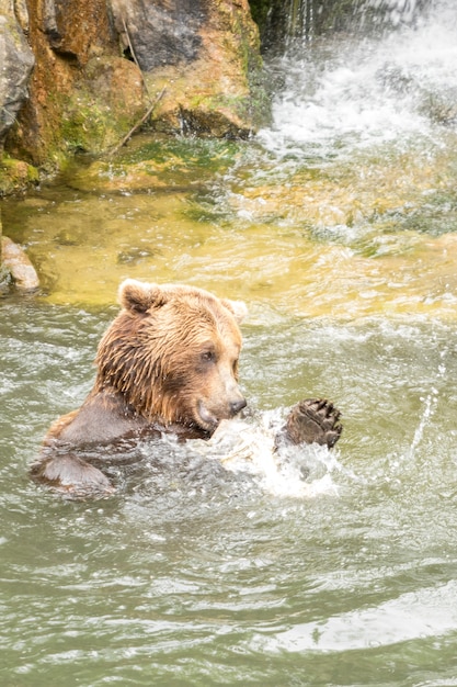 Zdjęcie brązowy niedźwiedź