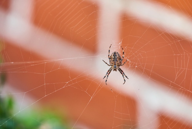 Brązowy pająk tkacki z orzecha włoskiego na swojej sieci od dołu na rozmytym tle domu z czerwonej cegły Czarny pajęczak w paski pośrodku pajęczyny Nuctenea umbratica jest owadem pożytecznym