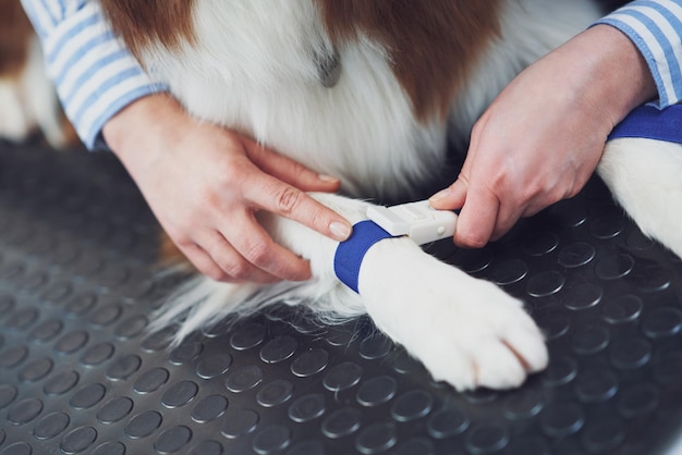 Brązowy pies rasy Border Collie podczas wizyty u weterynarza Zdjęcie wysokiej jakości