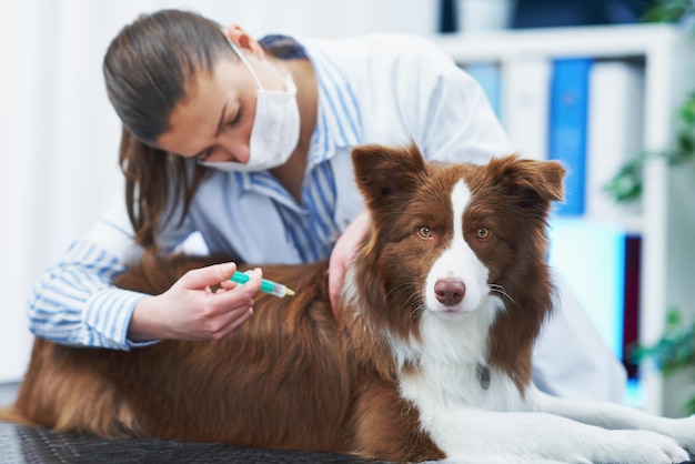 Brązowy pies rasy Border Collie podczas wizyty u weterynarza Zdjęcie wysokiej jakości