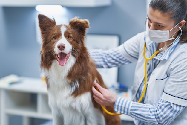 Brązowy pies rasy Border Collie podczas wizyty u weterynarza Zdjęcie wysokiej jakości