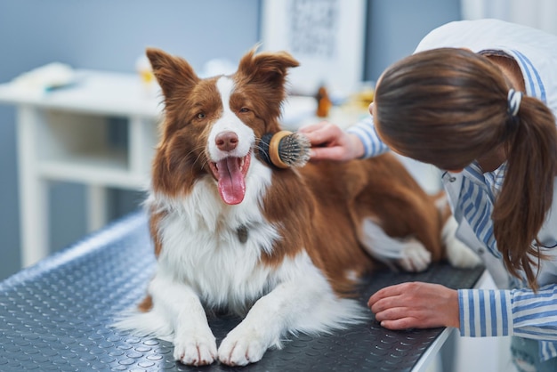 Brązowy pies rasy Border Collie podczas wizyty u weterynarza Zdjęcie wysokiej jakości