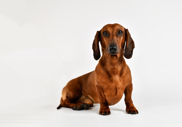 Brązowy pies z czarnymi oczami i brązowymi uszami siedzi na białym tle.