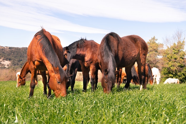 Zdjęcie brązowy stado dzikich koni wypasanych w padoku na raju na zielonej trawie wiosną widziane z przodu