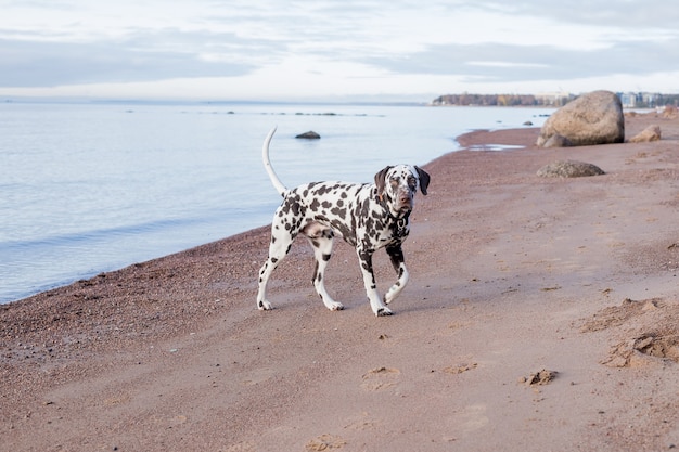 Brązowy szczeniak dalmatyńczyka na plaży. Szczęśliwy dalmatyńczyk bawiący się na plaży. Dalmatyńczyk to rasa dużych psów spacerujących po plaży, bryzgi wody. pochmurna pogoda