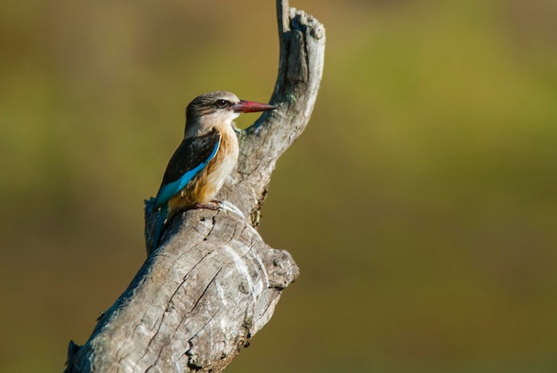 Brązowy z kapturem Kingfisher Kruger National Park Republika Południowej Afryki