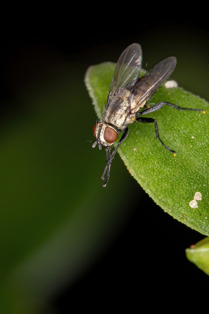 Brazylijska mucha z rodziny Tachinidae