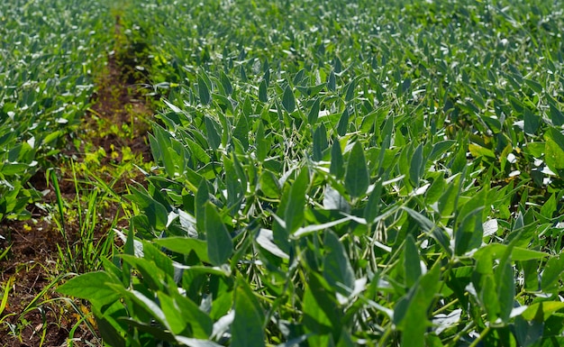 Brazylijska plantacja soi w słoneczny dzień