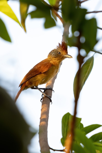 Brazylijska samica mrówkojadka z gatunku Thamnophilus doliatus