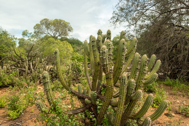Brazylijski biom caatinga w porze deszczowej Kaktus i kwiaty w Cabaceiras Paraiba Brazylia
